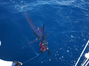 Herradura Report Photo 1