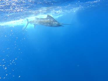 Quepos Report Photo 1