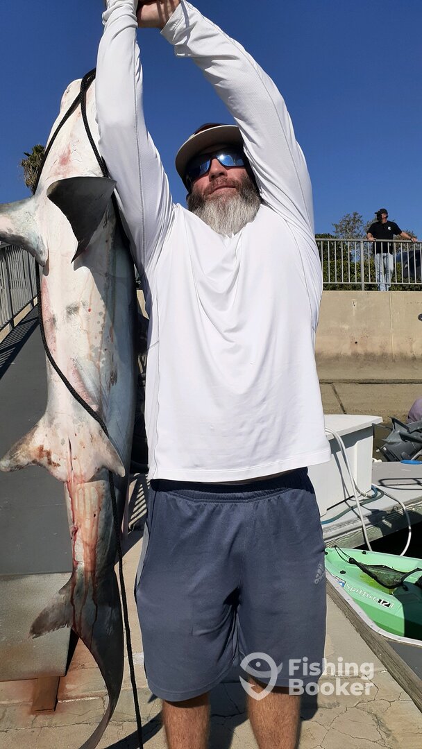 best smash and grab 2020. Thresher Shark