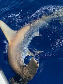 Dania Beach Report Photo 2