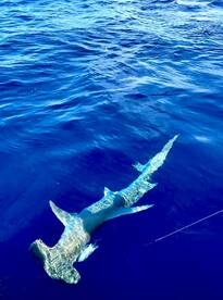 Dania Beach Report Photo 1