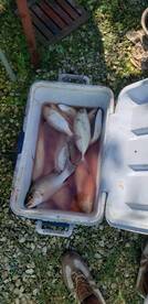 San Pedro Report Photo 1