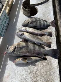 Marco Island Report Photo 2