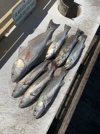 Marco Island Report Photo 2