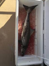 Cobia on the telling line caught by Johnny Foley from T Town-Al