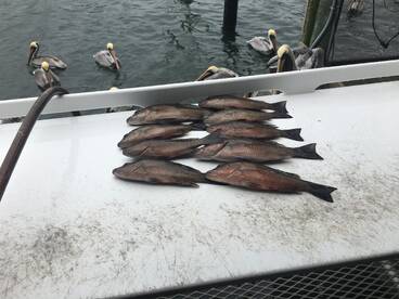 Crystal River Report Photo 1