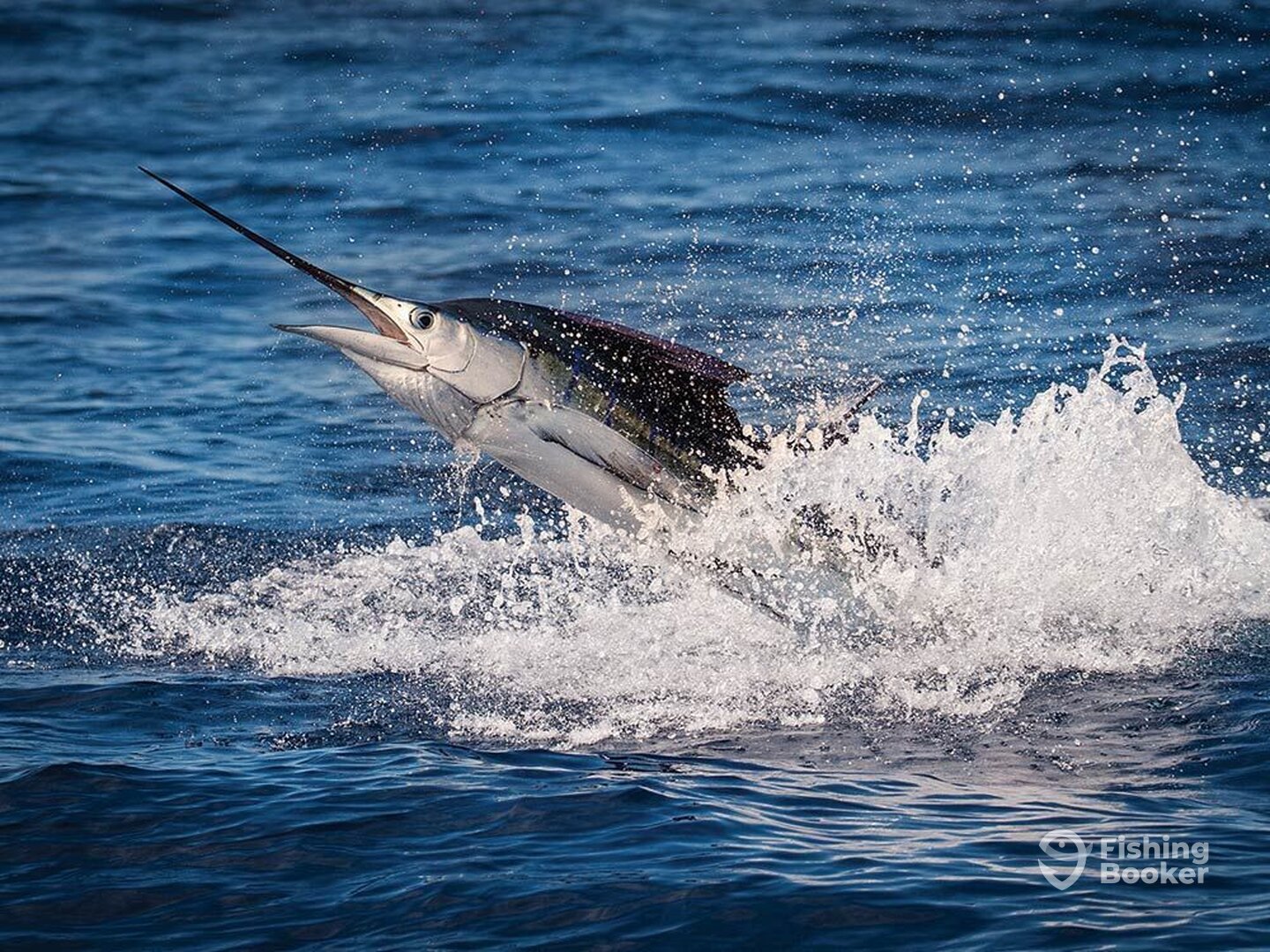 Islamorada Report Photo 0