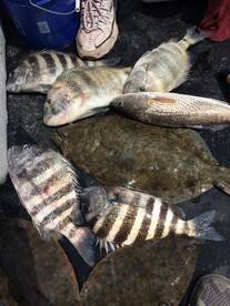 Flounder/Sheepsheads/Redfish