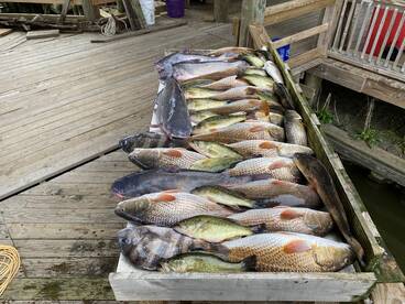 New Orleans Report Photo 2