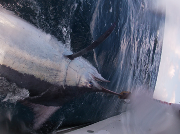 Sydney Report Photo 2