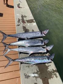 KINGFISH SEASON !!
