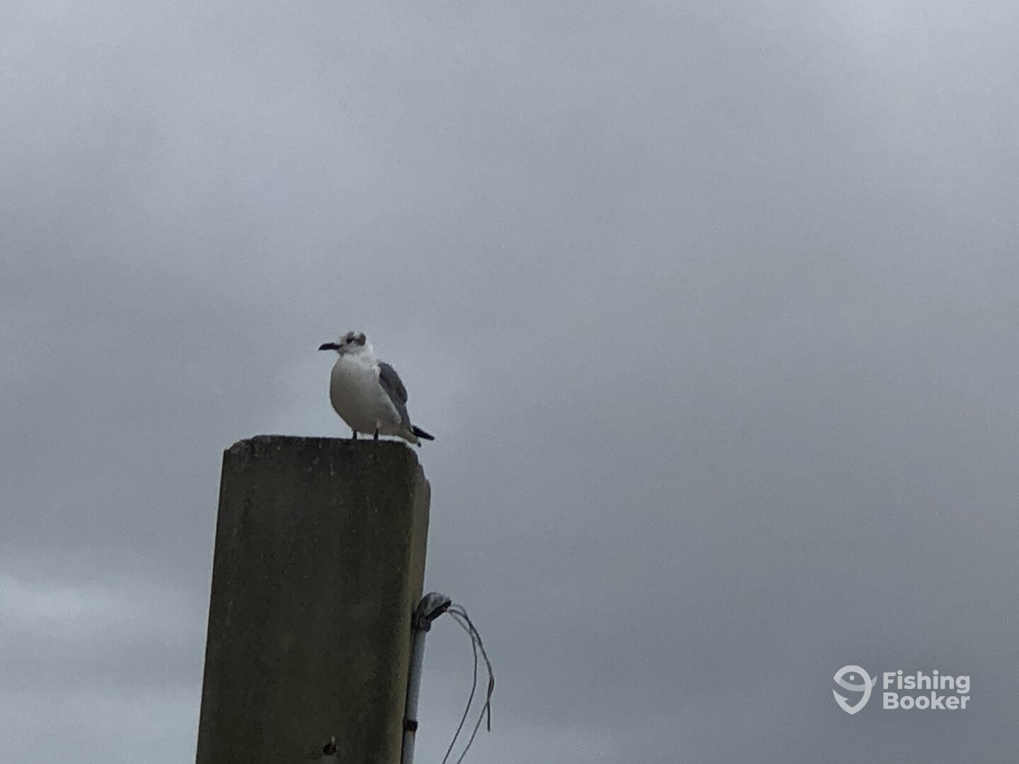 Midway Report Photo 0