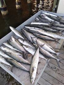 Destin Report Photo 1