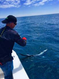 Blue Sharks In the Baltimore Canyon