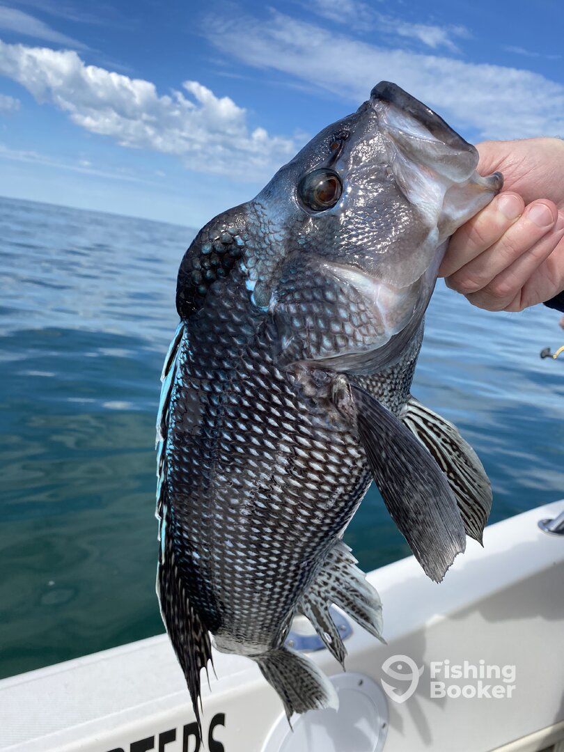 Harwich Report Photo 0