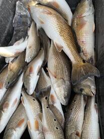 Port Sulphur Report Photo 2