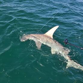 St. Petersburg Report Photo 2