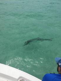 Sarasota Report Photo 1