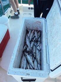 Orange Beach Report Photo 1