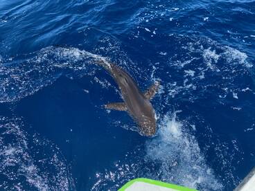 Dania Beach Report Photo 1