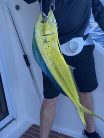 Mahi - Mahi are here!