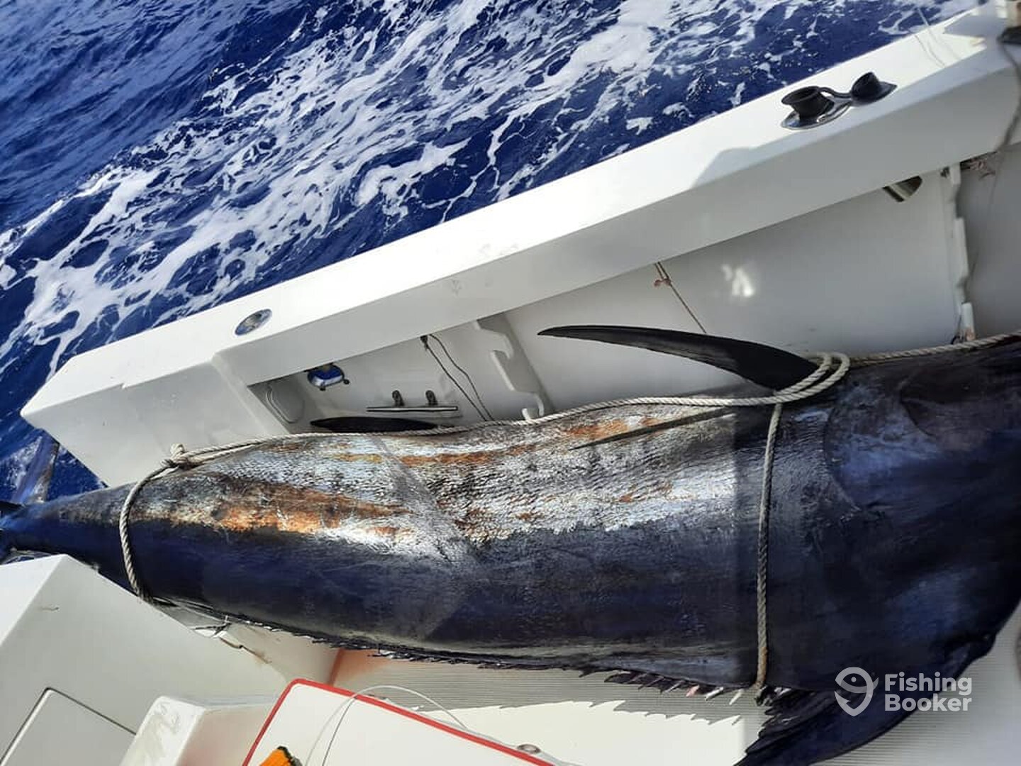 633lbs in the competiton of fishing guru