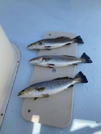 Wanchese Report Photo 2