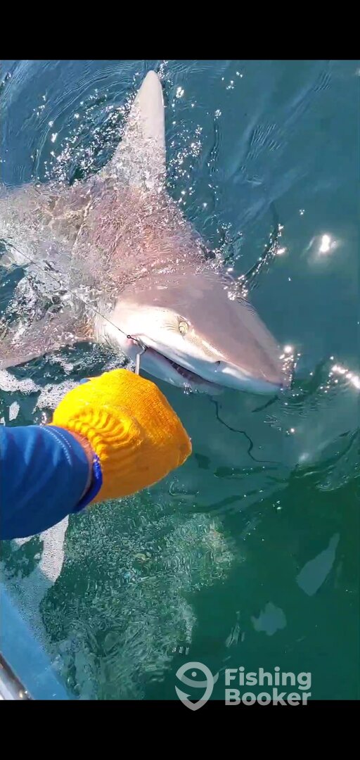 Shalimar Report Photo 0