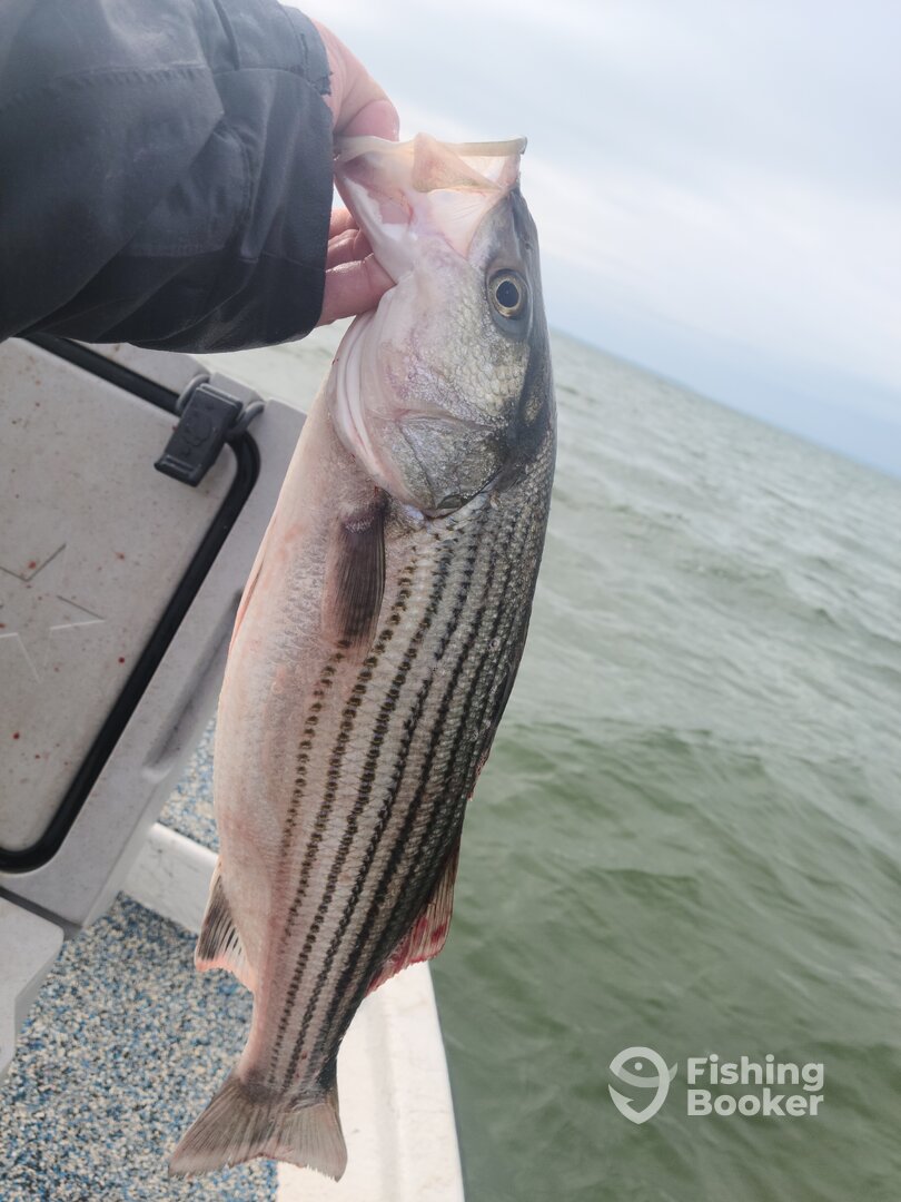 Pottsboro Report Photo 0