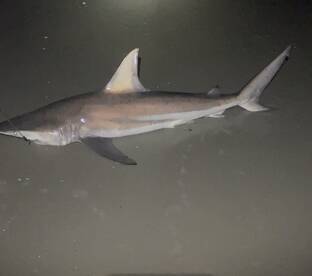 New Smyrna Beach Report Photo 2