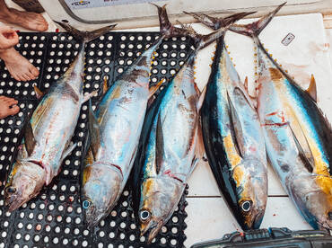 Tamarindo Report Photo 2