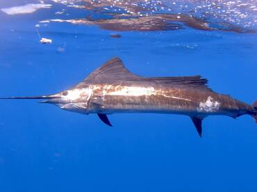 Quepos Report Photo 2