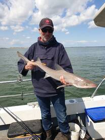 The Hounds have arrived 