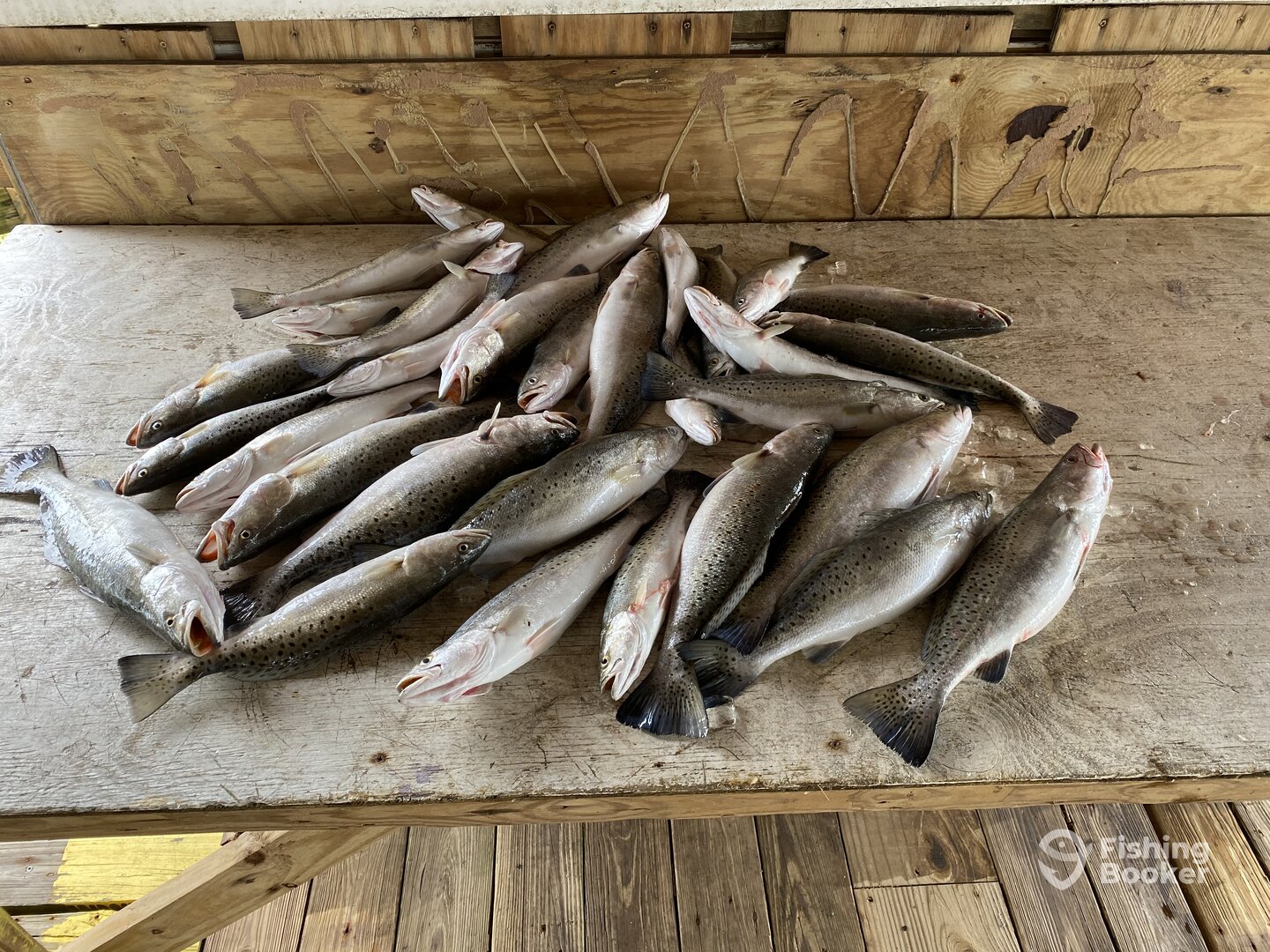 New Orleans Report Photo 0