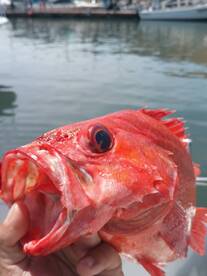 rock cod 
