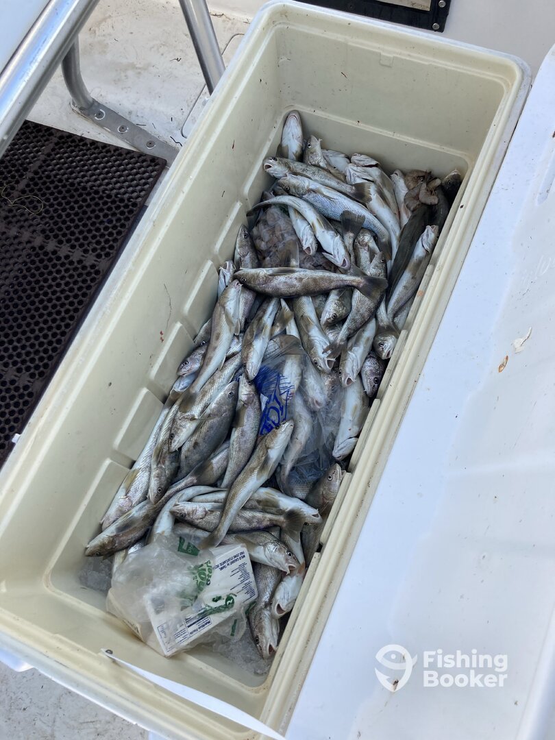 Wanchese Report Photo 0