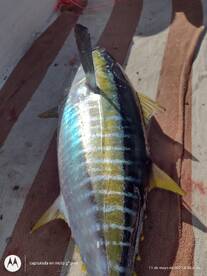 Playa Del Carmen Report Photo 1