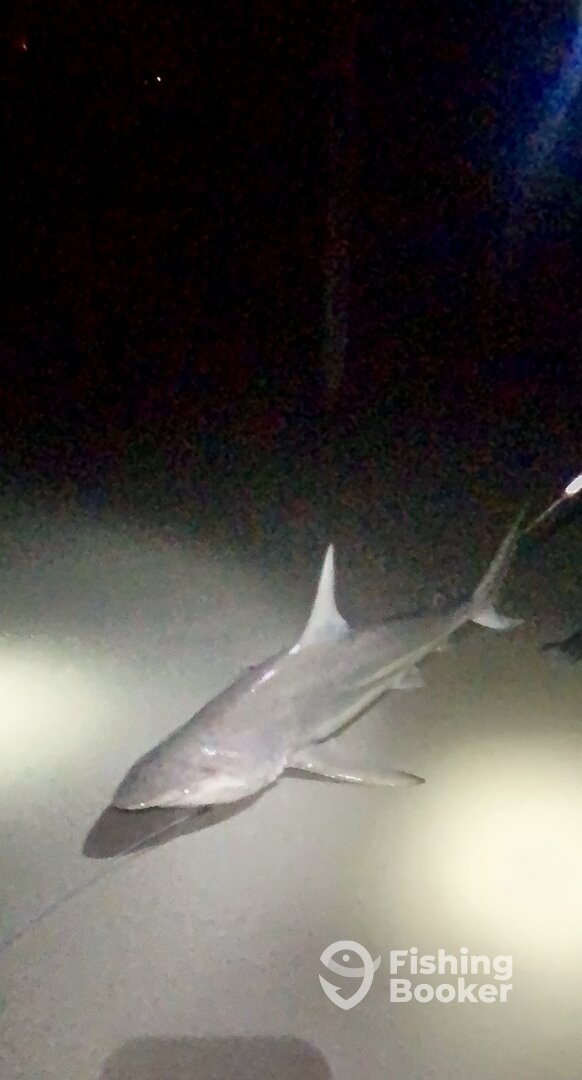 New Smyrna Beach Report Photo 0