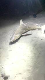 New Smyrna Beach Report Photo 1