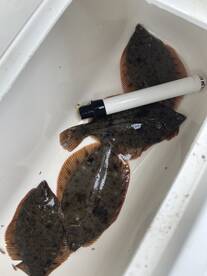 Gloucester Report Photo 2