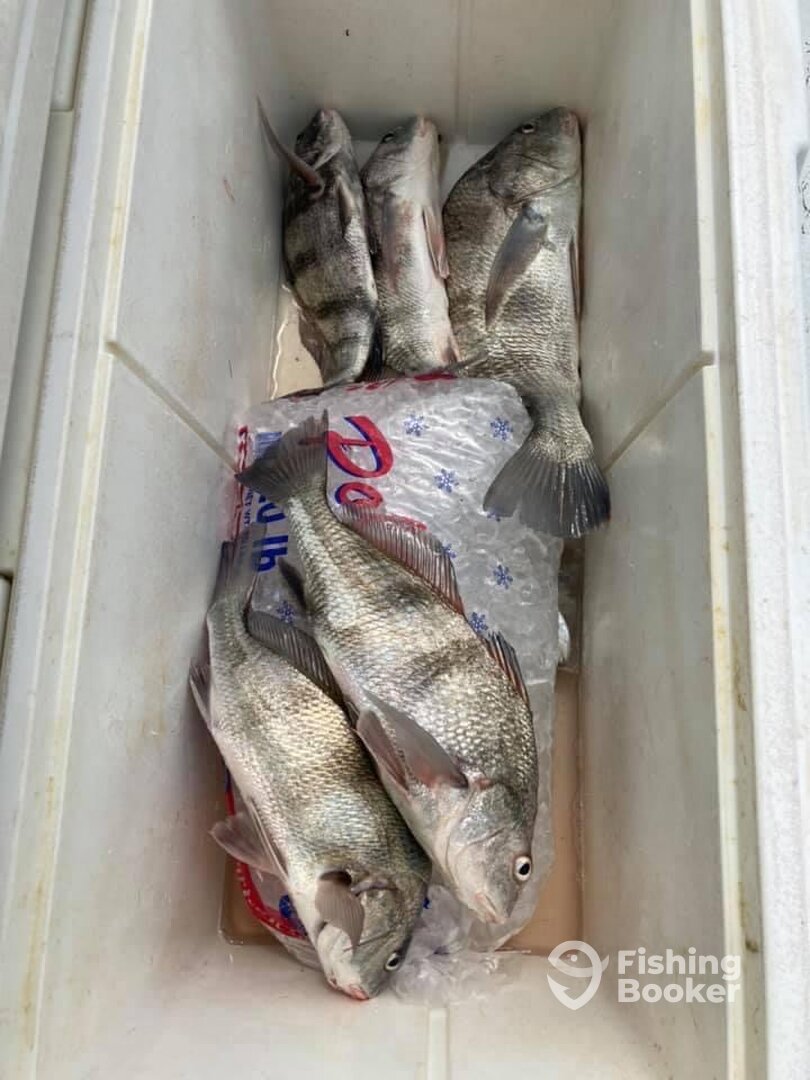 Port O'Connor Report Photo 0