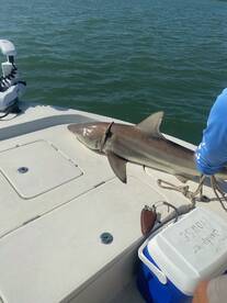 South Padre Island Report Photo 1