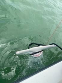 Super fun shark trip 