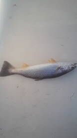 Narragansett Report Photo 2