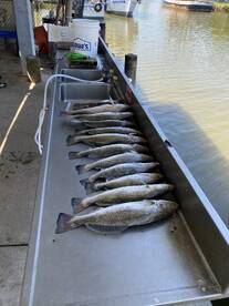 Speckled Trout really good right now.