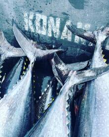 More great Bluefin fishing! 