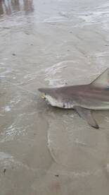 New Smyrna Beach Report Photo 2