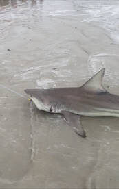 New Smyrna Beach Report Photo 1