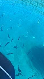 Two video of dentex on VACATION 4TUNA BO