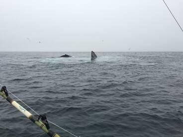 Bourne Report Photo 2